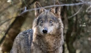 Lees meer over het artikel artikel 34 vragen: wolf promotie in onze gemeente Epe